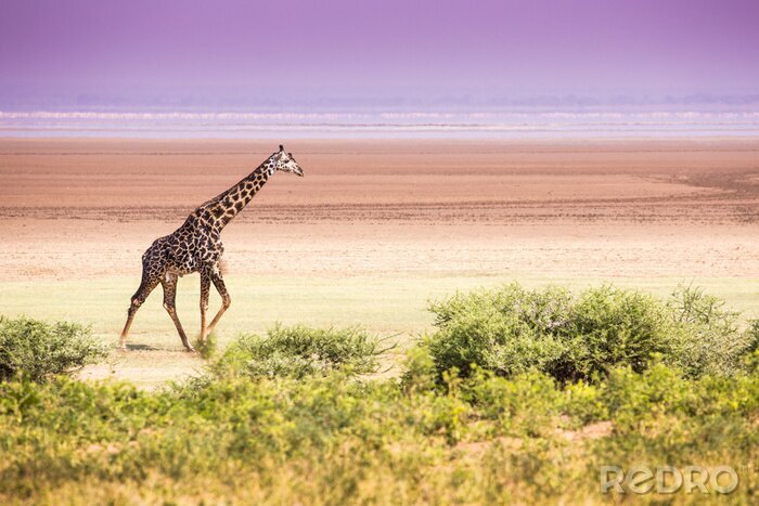 Fototapete Pastell-Landschaft mit Giraffe