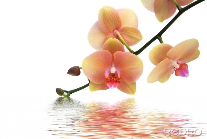 Fototapete Pastell-Orchideen am Wasser