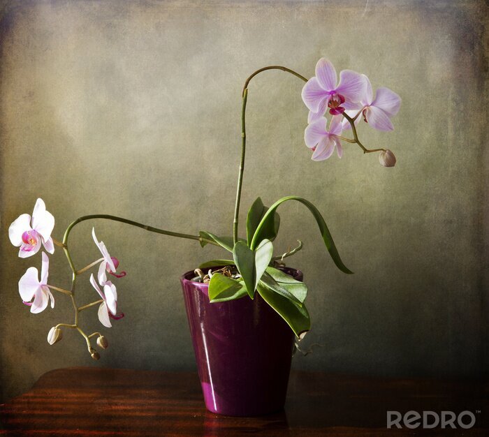 Fototapete Pastell-Orchideen im rosa Topf