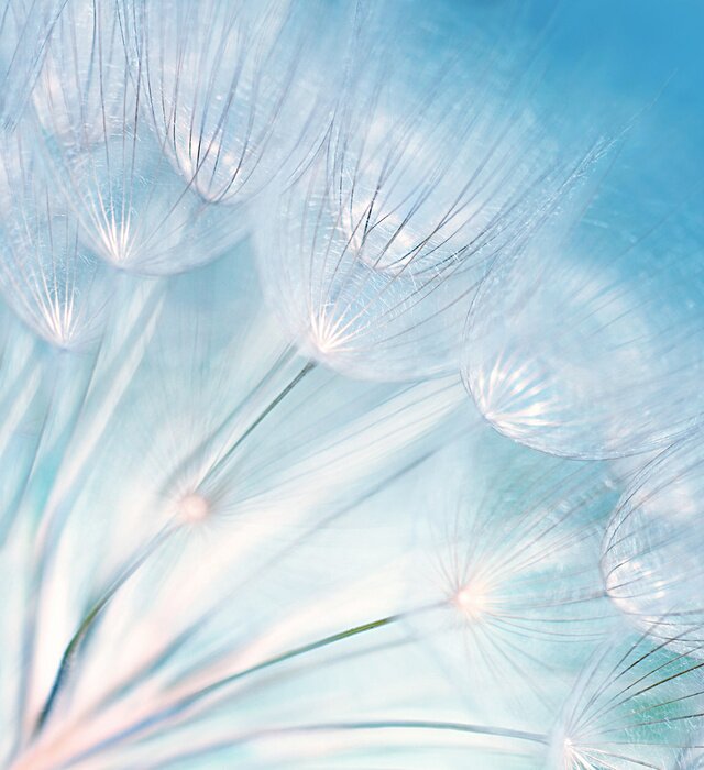 Fototapete Pastell-Pusteblumen vor dem Hintergrund des Himmels