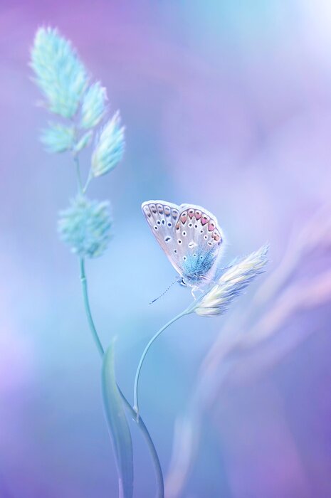Fototapete Pastellschmetterling auf einem Graszweig