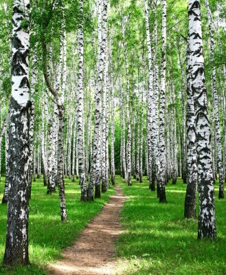 Sticker Pathway im Sommer Birkenhain