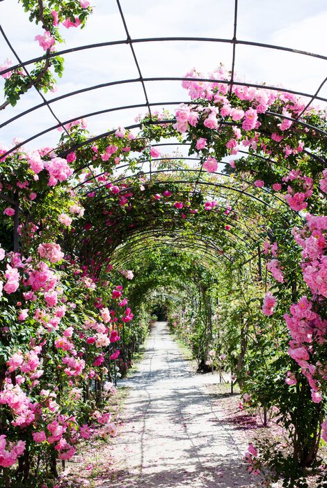 Fototapete Pergola mit rosa Rosen
