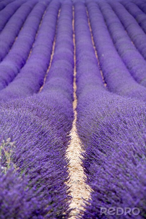 Fototapete Pfad auf dem Lavendelfeld
