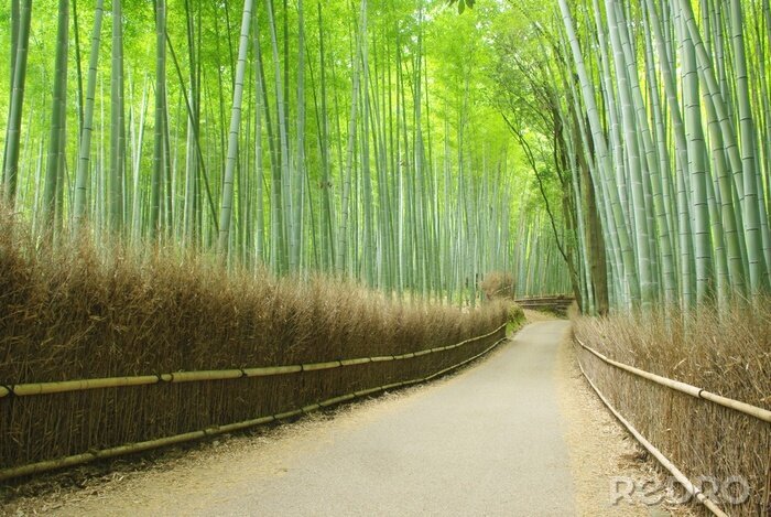 Fototapete Pfad durch Bambuswald