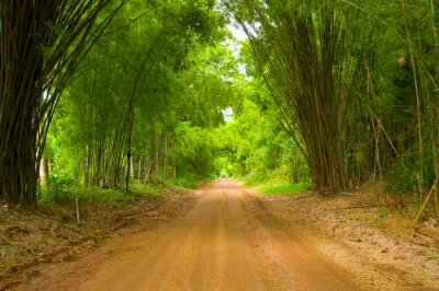 Fototapete Pfad durch den Bambuswald