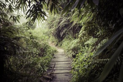 Fototapete Pfad durch den tropischen Dschungel