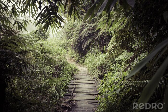 Fototapete Pfad durch den tropischen Dschungel