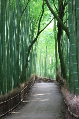 Fototapete Pfad im Bambuswald
