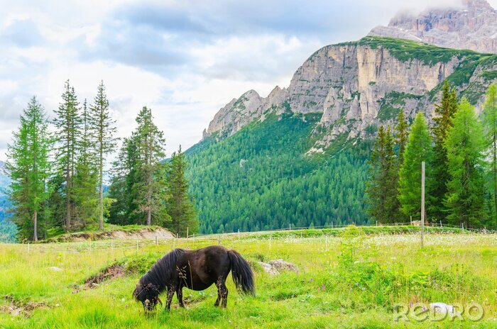 Fototapete Pferd auf der Lichtung und Berge