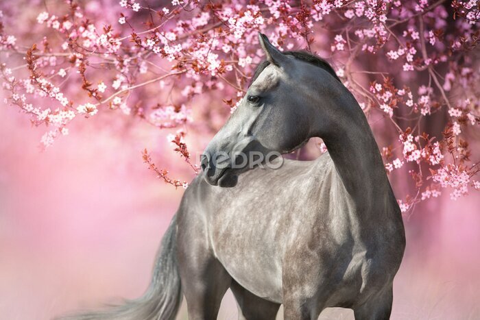 Fototapete Pferd auf einem Blumenhintergrund im Rosa