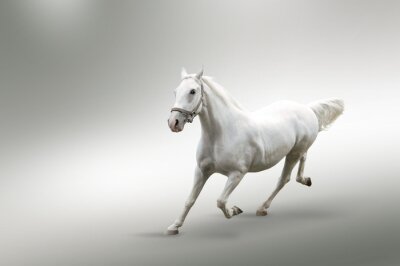 Fototapete Pferd auf einem grau-weißen hintergrund