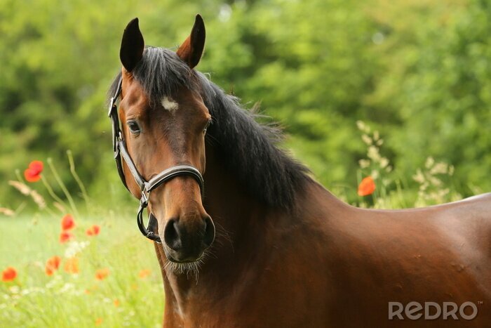 Fototapete Pferd auf Mohnblumenwiese
