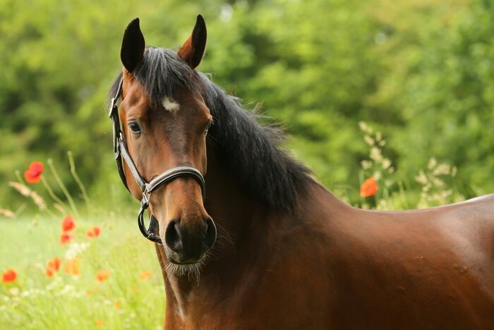 Fototapete Pferd auf Mohnblumenwiese