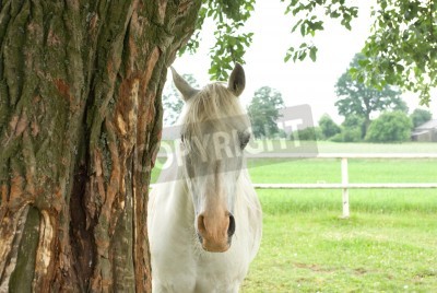 Fototapete Pferd, das sich hinter einem baum versteckt