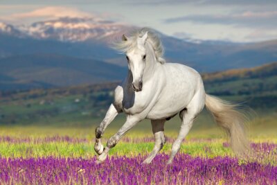 Fototapete Pferd im Galopp Lavendel