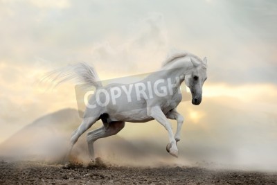 Fototapete Pferd im grauen staub