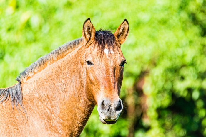Fototapete Pferd im grünen