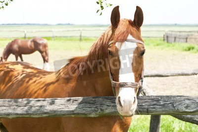 Fototapete Pferd im holzhof
