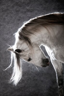 Fototapete Pferd im sonnenschein