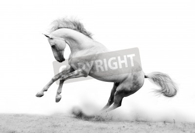 Fototapete Pferd im weißen staub