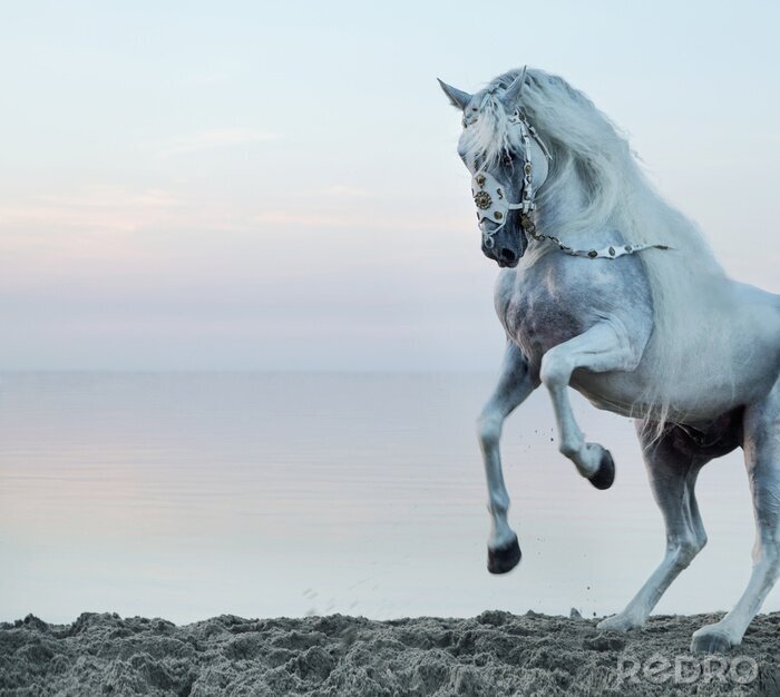 Fototapete Pferd im zierzaum