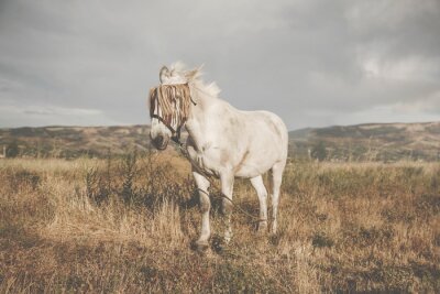 Fototapete Pferd in einem dekorativen geschirr