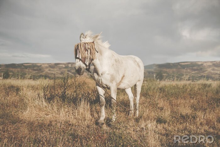 Fototapete Pferd in einem dekorativen geschirr