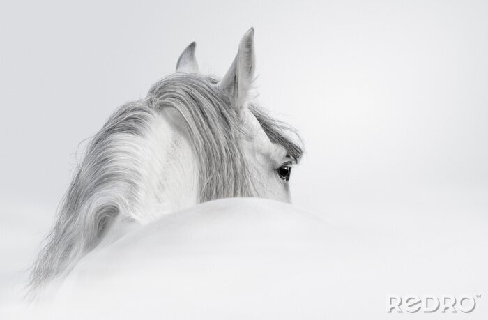 Fototapete Pferd in einer geheimnisvollen Pose