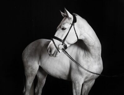 Fototapete Pferd in schwarz-weiß
