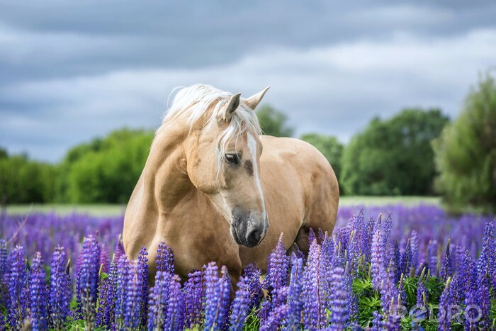 Fototapete Pferd inmitten der violetten blumen