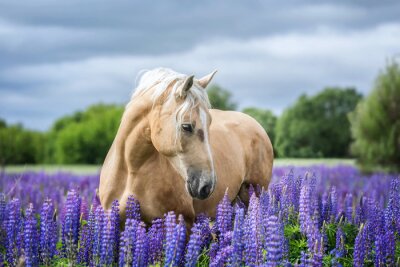 Fototapete Pferd inmitten der violetten blumen