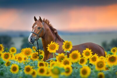 Fototapete Pferd inmitten von Sonnenblumen