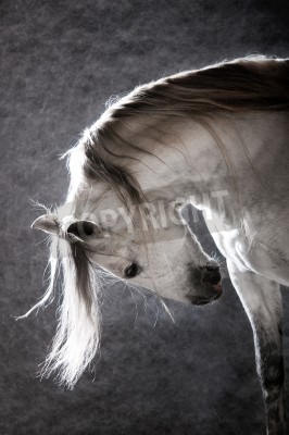 Fototapete Pferd mit dunkler mähne