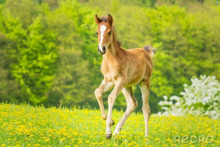 Fototapete Pferd mit einem fleck auf dem kopf