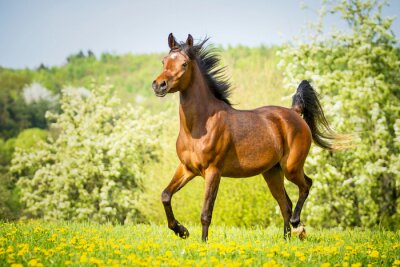 Fototapete Pferd mit einer aufgehobenen mähe