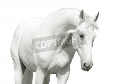 Fototapete Pferd mit gesenktem kopf