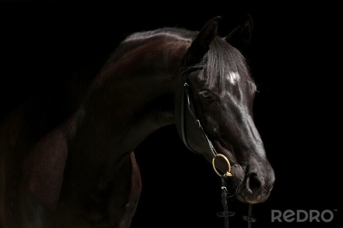 Fototapete Pferd mit goldener gebissstange
