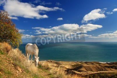 Fototapete Pferd mit meereslandschaft im hintergrund