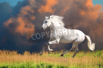 Fototapete Pferd mit roten wolken im hintergrund