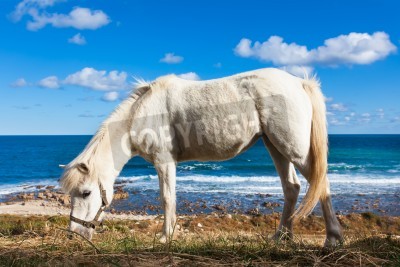Fototapete Pferd mit strand im hintergrund