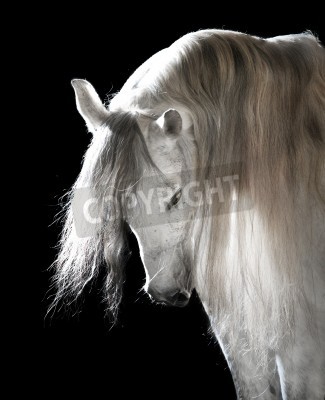 Fototapete Pferd mit üppiger mähne