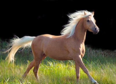 Fototapete Pferd mit weißer Mähne