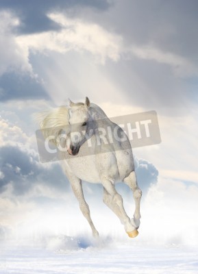 Fototapete Pferd mit wolken und schnee im hintergrund