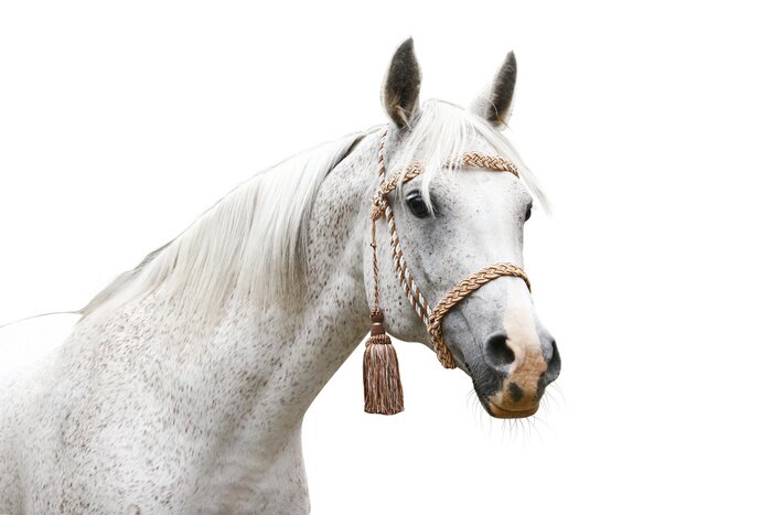 Fototapete Pferd mit zaum und franse