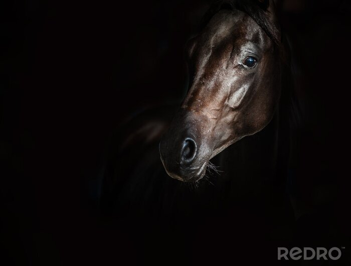 Fototapete Pferd-porträt auf schwarzem hintergrund
