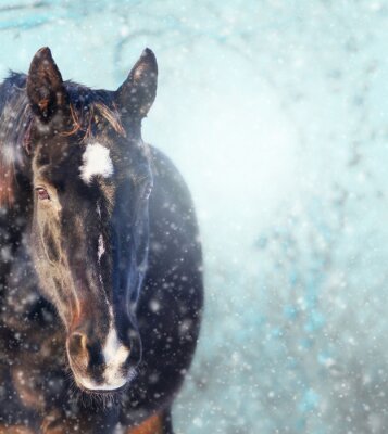 Fototapete Pferd stehend auf blauem Hintergrund