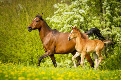 Pferd und fohlen im gras