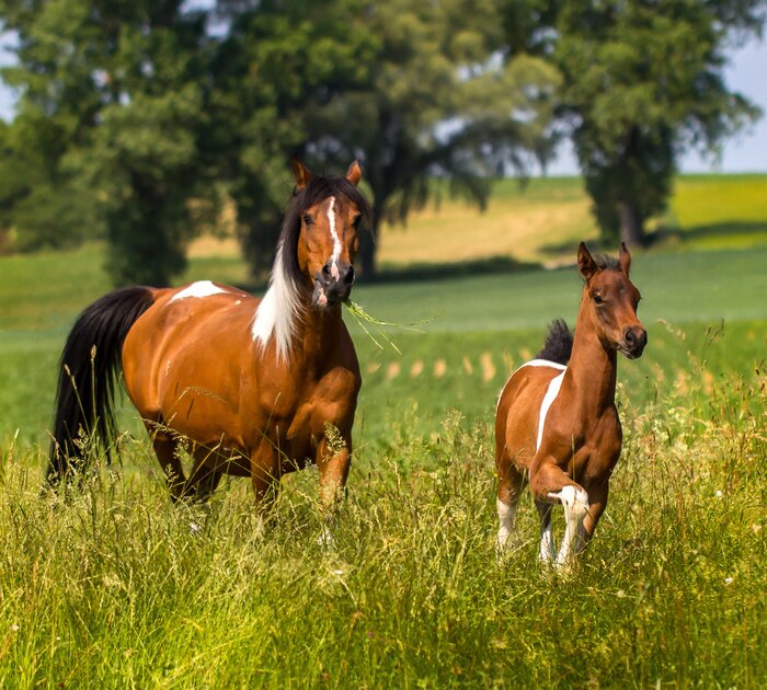 Fototapete Pferd und fohlen im gras