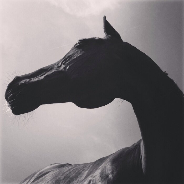 Fototapete Pferd von unten gesehen